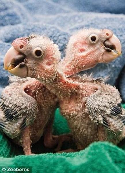 盘点全球濒临灭绝的稀有动物:禁不住爱上它们