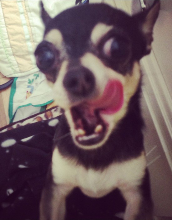 动物自拍照萌翻网友