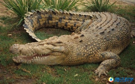 世界上最致命的14种动物:地毯毒蛇杀伤力超强【13】--陕西频道--人民网