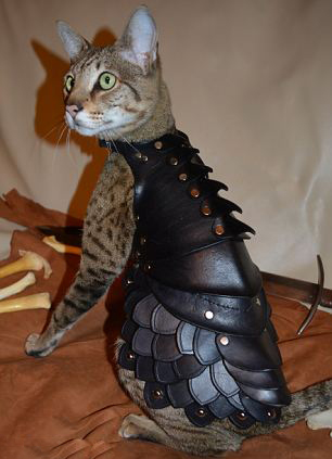 汪星人来战吧!喵星人穿战斗盔甲登场