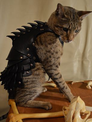 汪星人来战吧!喵星人穿战斗盔甲登场