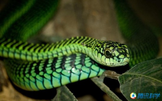 世界上最致命的14种动物:地毯毒蛇杀伤力超强