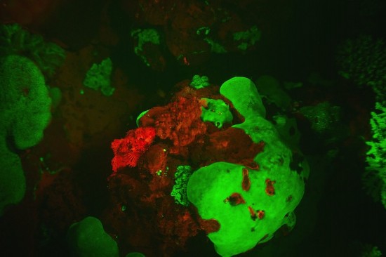 发光鱼让黑暗海底世界五光十色美轮美奂