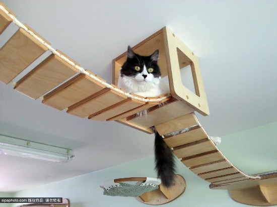 德小伙为女友猫咪设计玩具 终打造出猫咪游乐