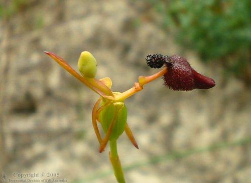 Drakaea glyptodonһֲɫζ⡣ԻƷڷۡDrakaeaֲһֱ֣ڰĴǡֱͨΪ(Hammer Orchids)