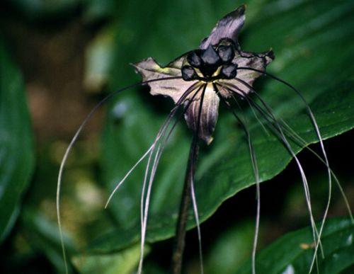 ϻ(Tacca chantrieri)ֱ𻨣ů׳ֲҪֲǡ