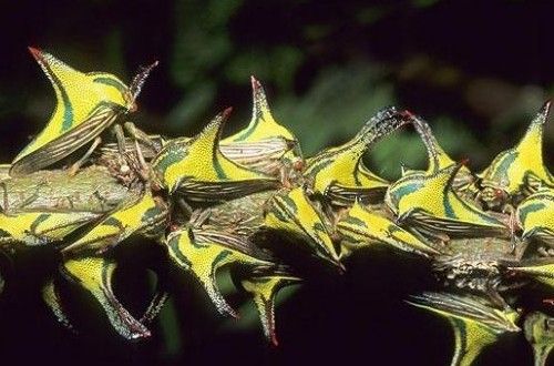 角蝉又称“刺虫（thorn bugs）”，这些昆虫深谙模仿艺术。一些角蝉拥有的像角一样的突出物甚至更华丽，它们借助这模仿死树叶。如果它们的伪装被识破，角蝉就会借助有力的后腿弹跳起来，迅速逃走。