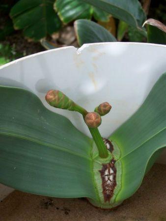 透明虾晶莹剔透似果冻被抓 盘点全球最稀奇怪