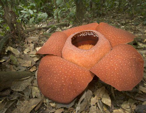 ŵش(Rafflesia arnoldii)ųһ󻨡ֲֲּĻ䣬ֱܹӢߡŵشʶ࣬ɫʰ쵣İߵʹ俴ȥഺںһų۴̵д̼Ըζ˵ǣǽӡŴ޷ֲּֻмиܹ67ѵˮ޾Ҷ޸