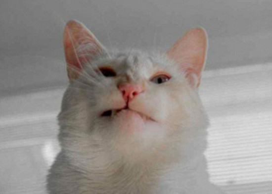 猫咪打喷嚏照片引新一轮网络热潮