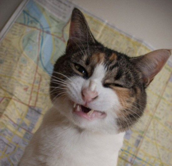 猫咪打喷嚏照片引新一轮网络热潮