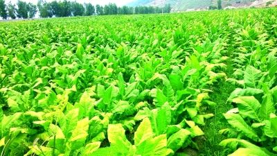 完全生物降解塑料将大规模使用