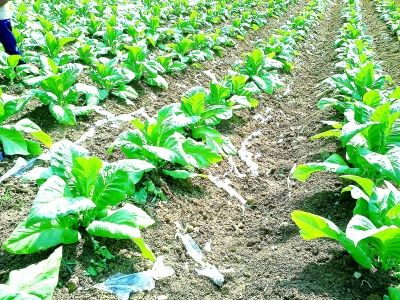 完全生物降解塑料将大规模使用