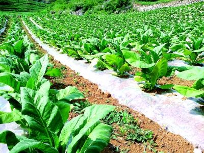 完全生物降解塑料将大规模使用
