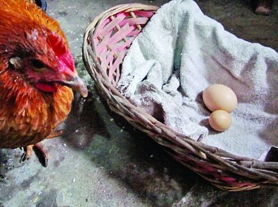 母鸡受 开门炮 惊吓 生蛋小如鹌鹑蛋(图)