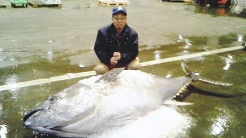 日本一水产批发市场现310公斤巨型金枪鱼