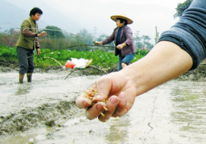 龙海市颜厝镇洪塘村村民正播撒稻种育秧