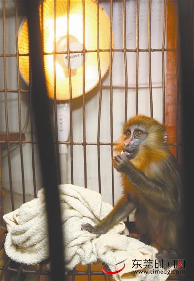 东莞香市动物园动物过冬 暖气24小时伺候