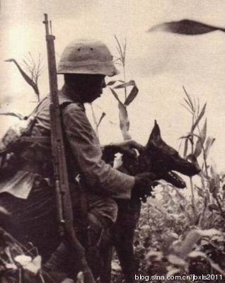 抗战中的军犬大战 中国土狗大败日本战狼