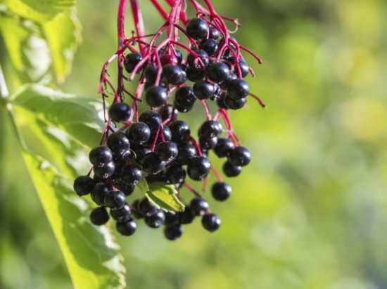 佳肴也致命 进食需谨慎的美食