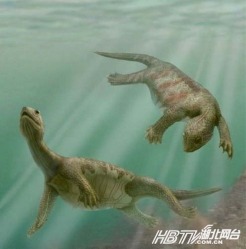 ھ2.2ǰйغİǹ(Odontochelys semitestacea)֪ϵĹࡣĸйǣûκα