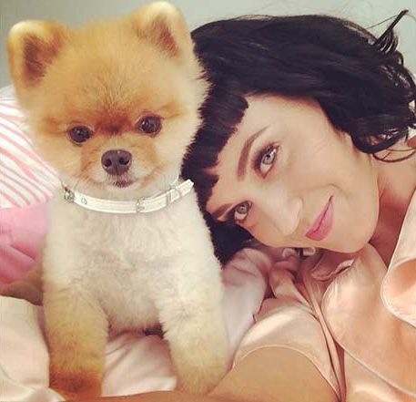 凯蒂 佩里最新MV惊现秀舞技博美犬