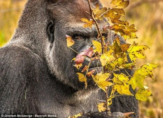 盘点动物界表情帝+各种逗趣搞笑表情\/组图