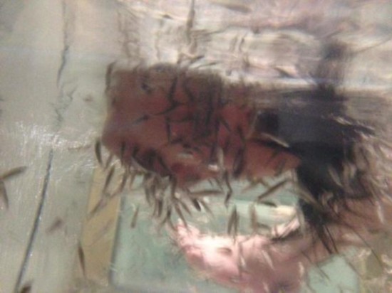 日推出食肉鱼美容疗法 如被成群女子亲吻