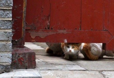北京故宫收留百余流浪猫 管吃有名有记号(图)