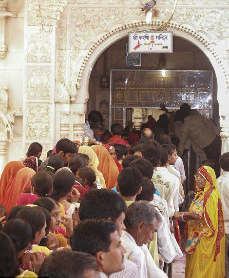 印度神庙供奉2万只老鼠 信徒每日送贡品朝拜(