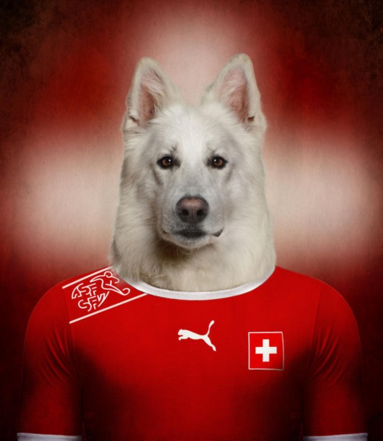 瑞士 白色瑞士牧羊犬