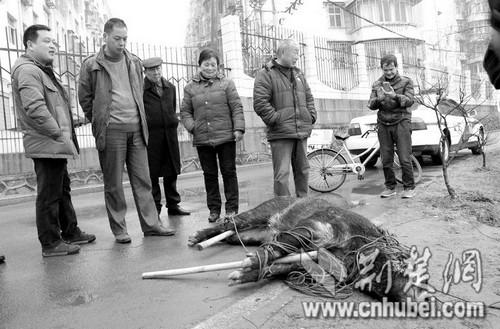 派出所如何处置野猪 258429192108609423.jpg