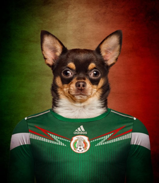 狗狗穿球衣+摄影师拍了不起的世界杯狗