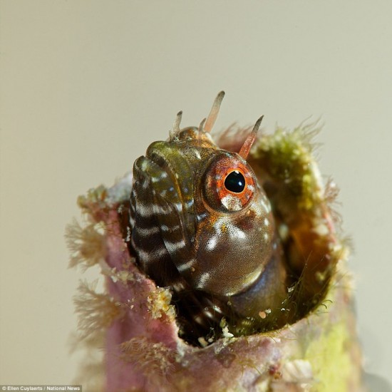 世界各地最棒水下摄影:河口鳄鱼的微笑瞬间\/图