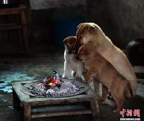 超萌小狗围炉取暖 其乐融融