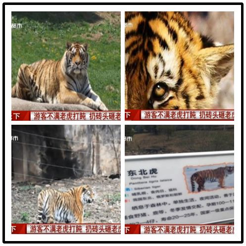 野生动植物日东北虎被游客砸伤 动物保护知多少?【6】_动物世界 世界野生动植物日东北虎被游客砸伤 动物保护知多少 动物保护法 很多国家和地区都制定了一套适合自己国情的小动物保护法。有法可依,对小动物们来说绝对是一件安生立命的大事,我们多么期盼,在中国,小动物保护法能早日出台,小动物们的生活有所保障,避免更过类似虐猫、虐狗事件的发生。