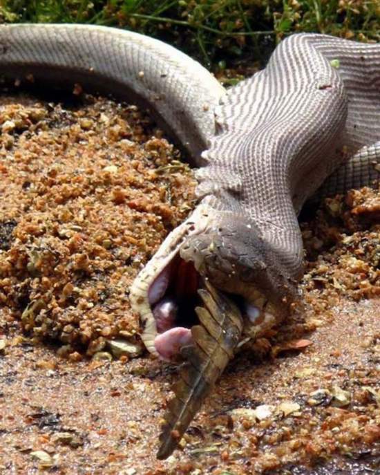 澳大利亚巨蟒袭杀鳄鱼 将其整只吞下