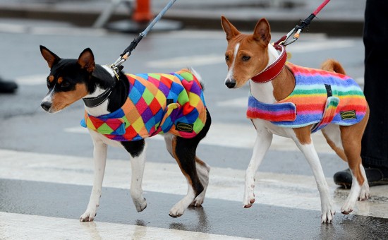 国伯明翰举行的克鲁弗兹狗展上,两只狗穿着花