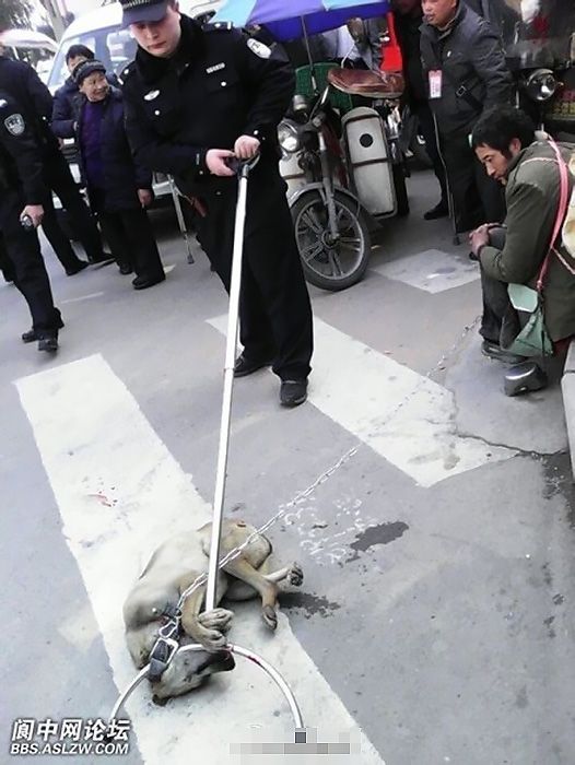 四川阆中警察用钢叉当街敲死流浪狗(组图)--安