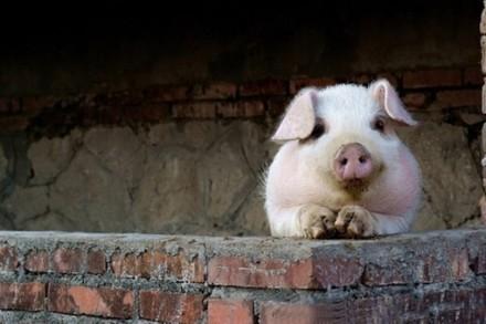 男子遭家养母猪突袭命根被咬不放 生活将受影