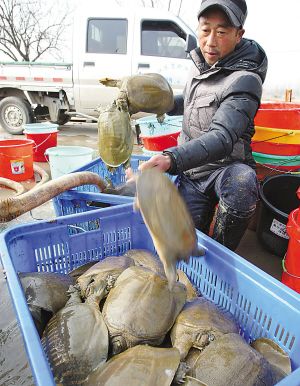 江苏新沂农民养殖野生甲鱼 1个春节赚100万