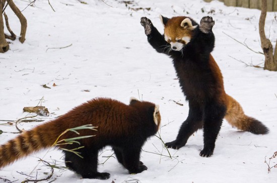 激萌!小熊猫雪中嬉闹打滚