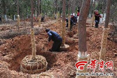 西安植物园正树木迁移 新园预计15年和市民见