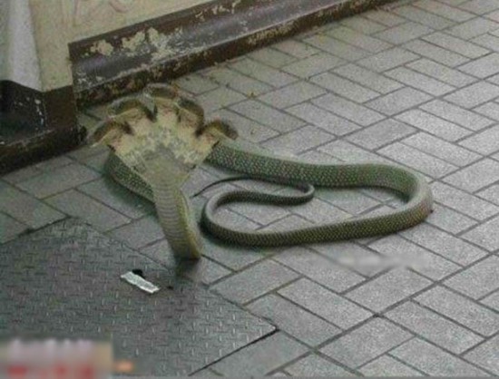 ӡͷߡ8