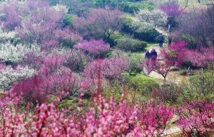 �Ͼ�÷���ڿ�Ļ���׸���Ϣ�� ��÷�οʹ�2��