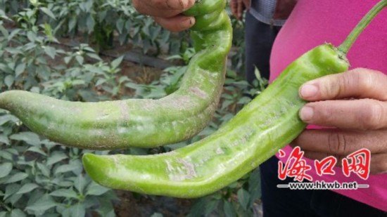 瓜菜受到影响