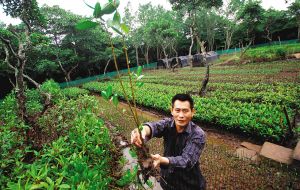 在海南东寨港国家自然保护区管理局的苗圃里,工作人员精心地护理着这里的红树林树苗。见习记者 陈元才 摄
