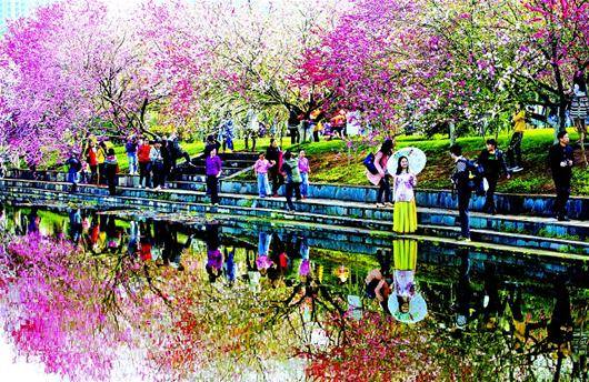 宜昌三峡大学桃花盛开留学生树下秀才艺-+中国