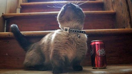 鹦鹉被关3年患抑郁症 自己拔光全身羽毛