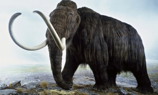 从3500万年的鲸鱼化石中提取酵母酿造啤酒(图